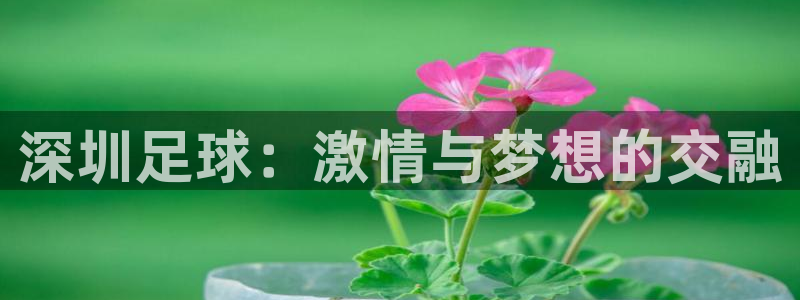 意昂平台登录方法：深圳足球：激情与梦想的交融