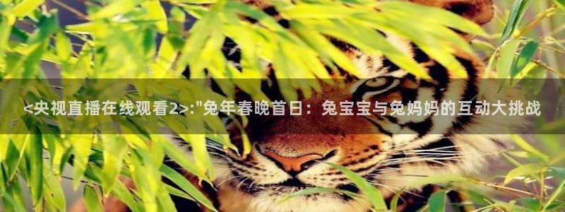 飞速直播nba直播无插件：<央视直播在线观看2>:\