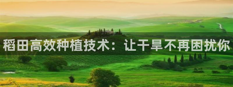 飞速直播nba在线观看：稻田高效种植技术：让干旱不再困扰你